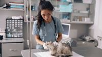 What GCSEs do you need to be a vet? Must-Haves & Tips